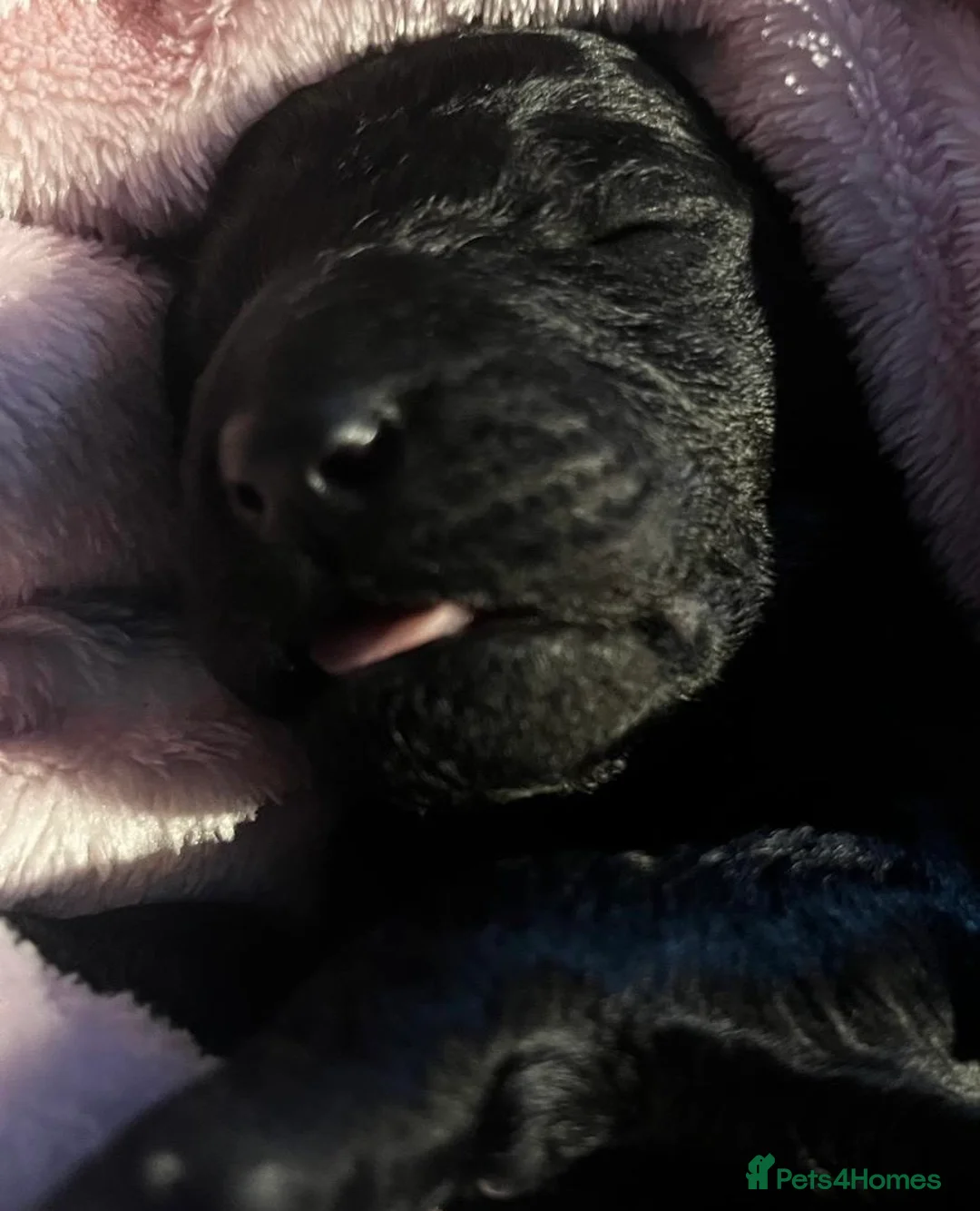 Standard Poodle dogs for sale: Reduced price£1800 Wonderful standard poodle pup’s - Advert 21