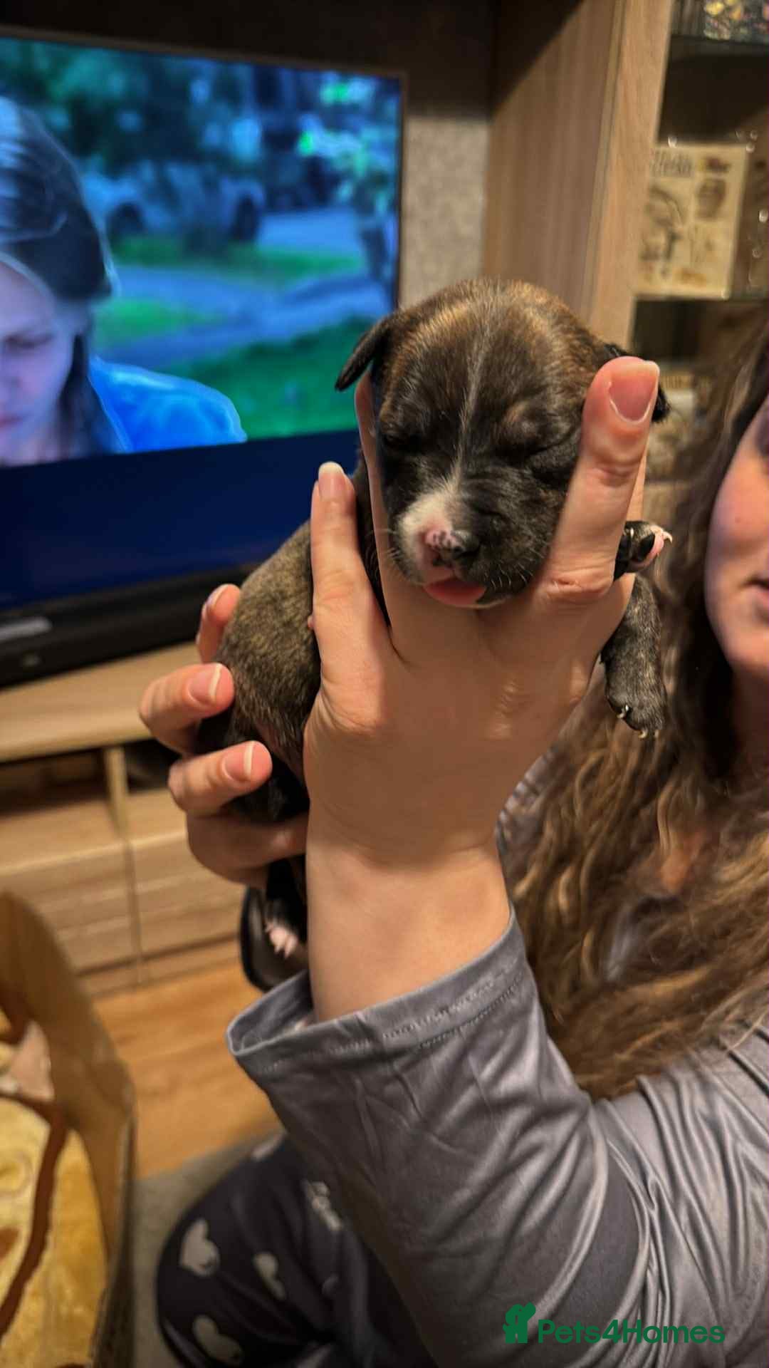 Staffordshire Bull Terrier dogs for sale: Amir  - Image 4
