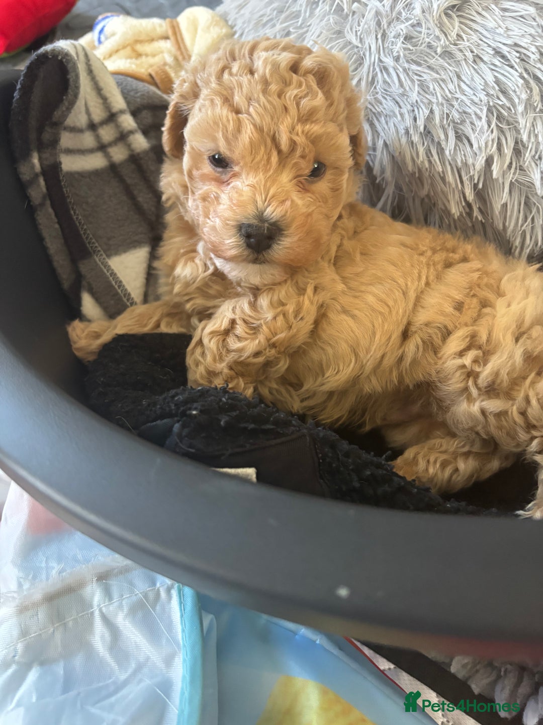 Maltipoo dogs for sale: F1 Maltipoo , only boy 💙 - Image 2