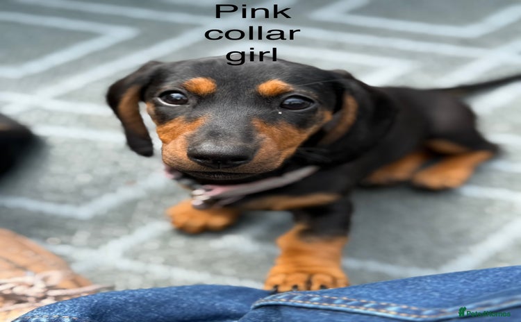 Miniature Dachshund dogs - Advert 4