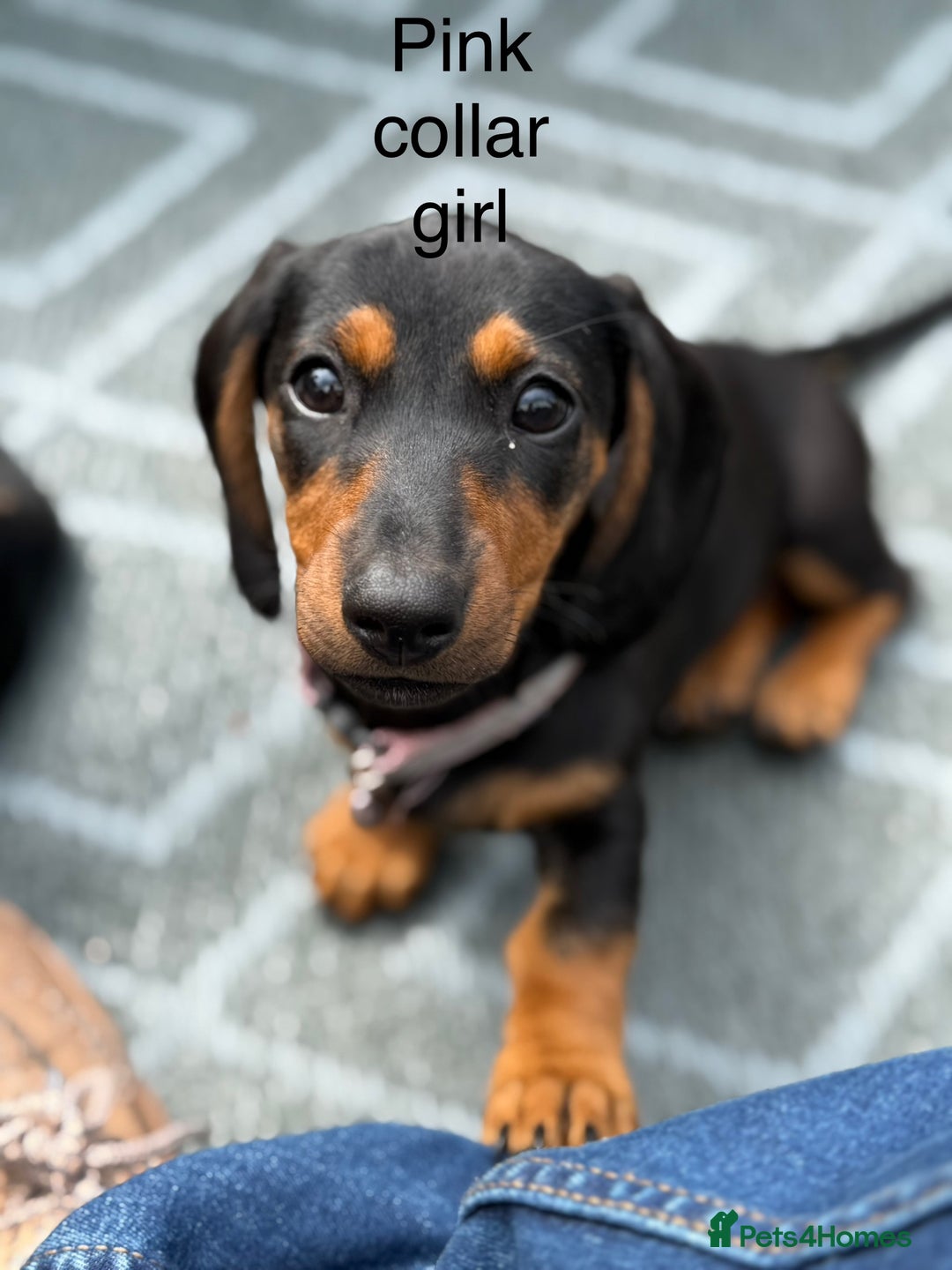 Miniature Dachshund dogs for sale: 2 Short hair and 1 wire hair girl dachshunds - Image 1
