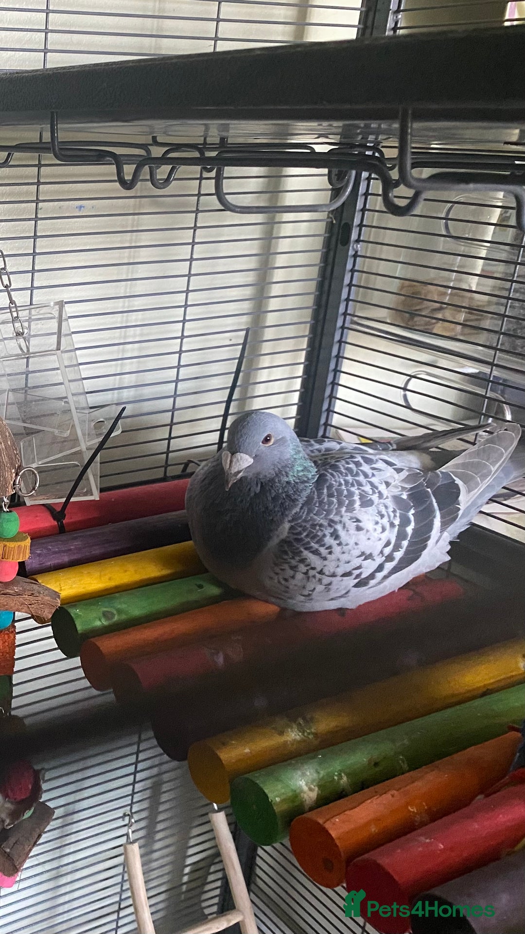 Pigeons birds for sale: Male Romanian Homer Pigeon  in Mansfield - Image 2