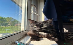 Turkish Angora cats for sale: lovely male cat needs his forever home - Advert 2