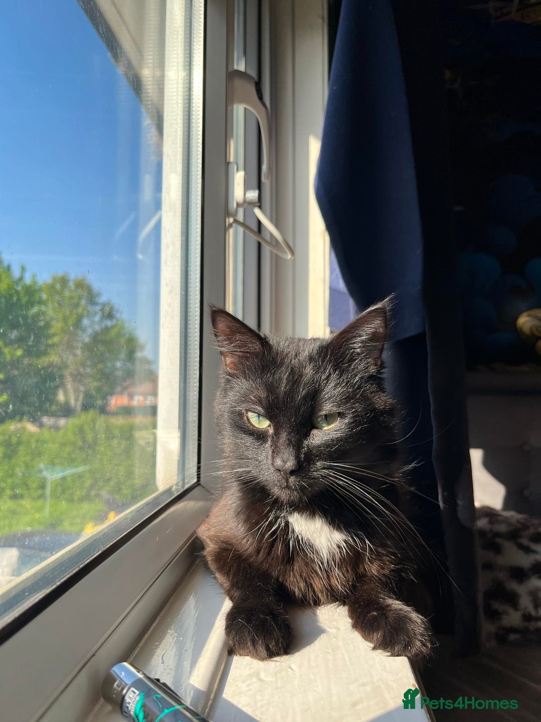 Turkish Angora cats for sale: lovely male cat needs his forever home - Advert 2