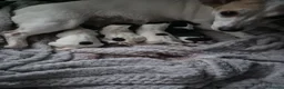 Jack Russell dogs for sale: 4 stunning male jack russell puppies  in Larkhall - Advert 28