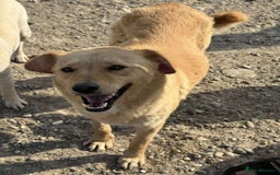 Mixed Breed dogs for adoption: 💝🐾💝🐾Introducing  MEG💝🐾 🐾SMALL CUTE GIRL 🐾 - Image 2