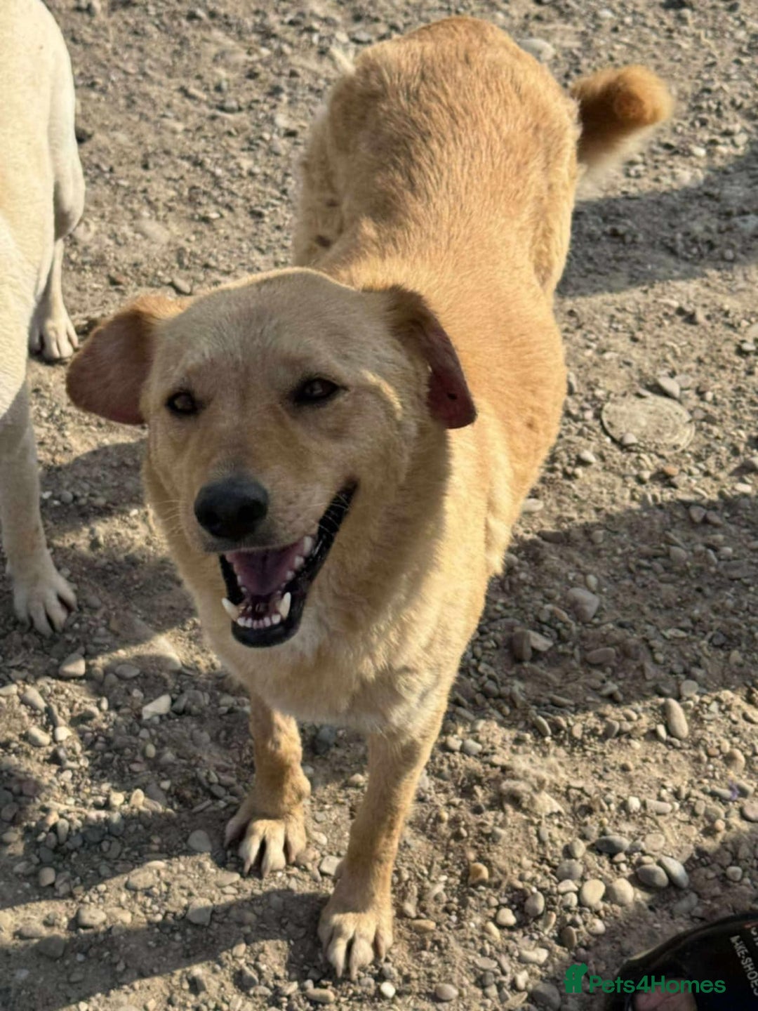 Mixed Breed dogs for adoption: 💝🐾💝🐾Introducing  MEG💝🐾 🐾SMALL CUTE GIRL 🐾 - Image 2