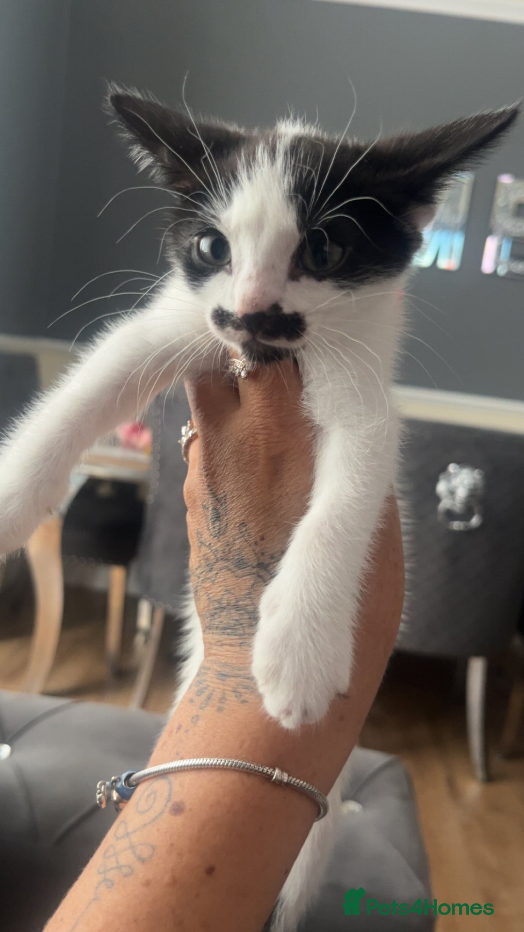 American Shorthair cats for sale: Unique markings tuxedo and all black kittens  - Image 2
