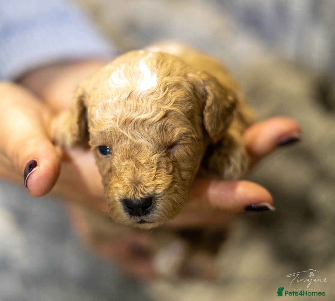 Goldendoodle dogs for sale: Mini Goldendoodles - Advert 8