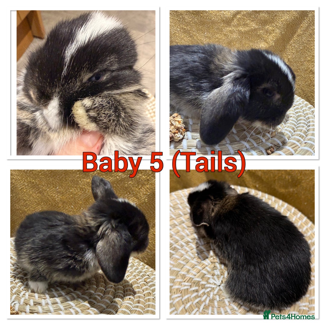 Mini Lop rabbits for sale: 5 Beautiful Baby Mini Lop Rabbits  - Advert 6