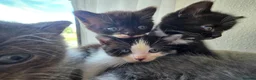 Mixed Breed cats for sale: 5 beutiful half ragdoll cross British shorthair - Advert 6