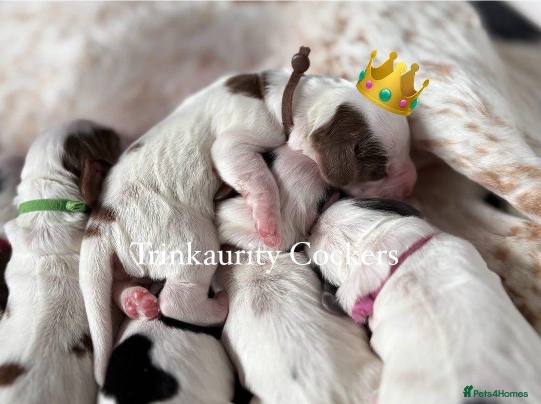 Cocker Spaniel dogs for sale: KC Reg; Home Raised; Low COI; DNA CLEAR; Show Type - Image 6