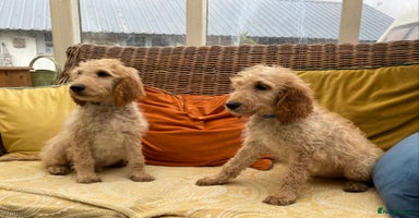 Irish Doodle dogs - Advert 8