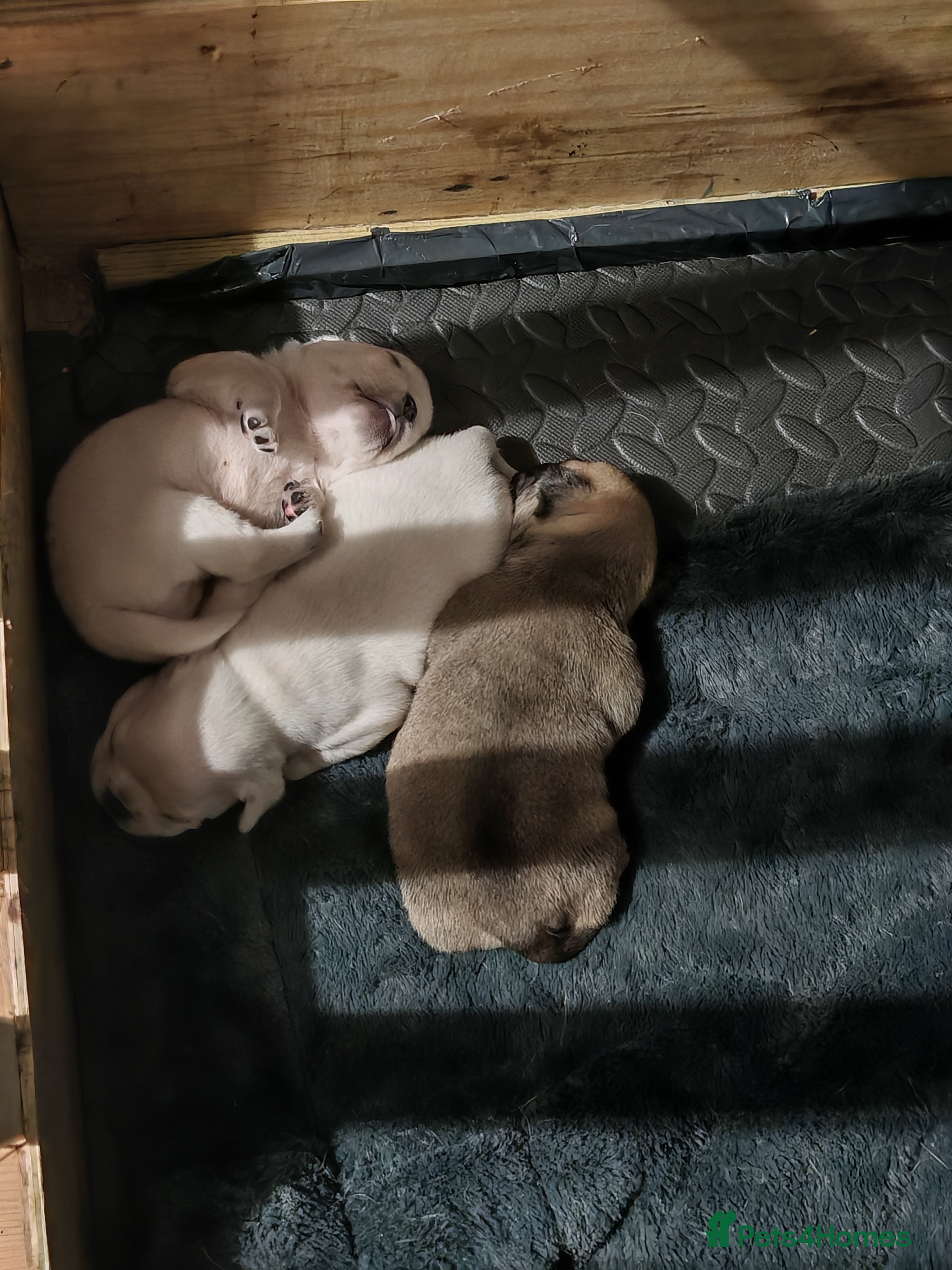 Frug dogs French bulldog x pug puppies for sale - Advert 4
