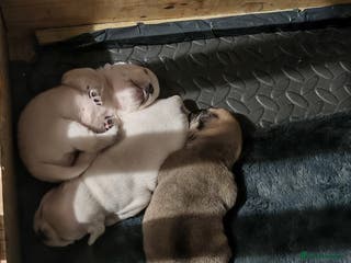 Frug dogs French bulldog x pug puppies for sale - Advert 1