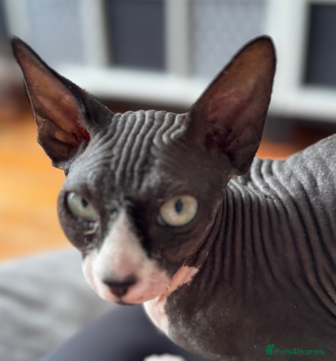 Sphynx cats for sale: Black & White Female Spayed Sphynx  - Advert 4