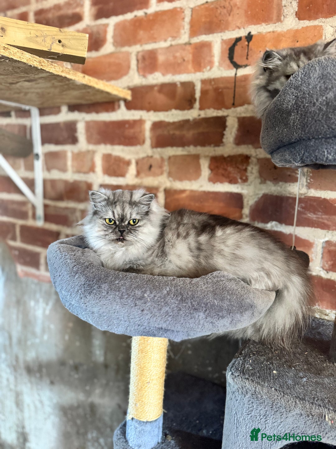 Persian cats for sale: Chinchilla Persians  - Advert 14