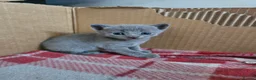 Mixed Breed cats for sale: 6x Gorgeous kittens - Advert 31