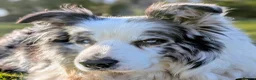 Border Collie dogs for stud: Beautiful Blue Merle looking to Stud him.   - Advert 4