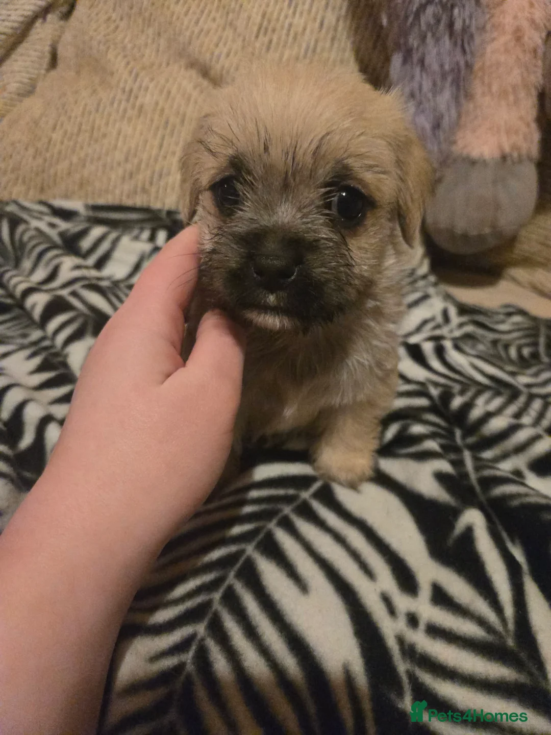 Mixed Breed dogs for sale: Cavachon x jug pups for sale ready now  - Advert 5