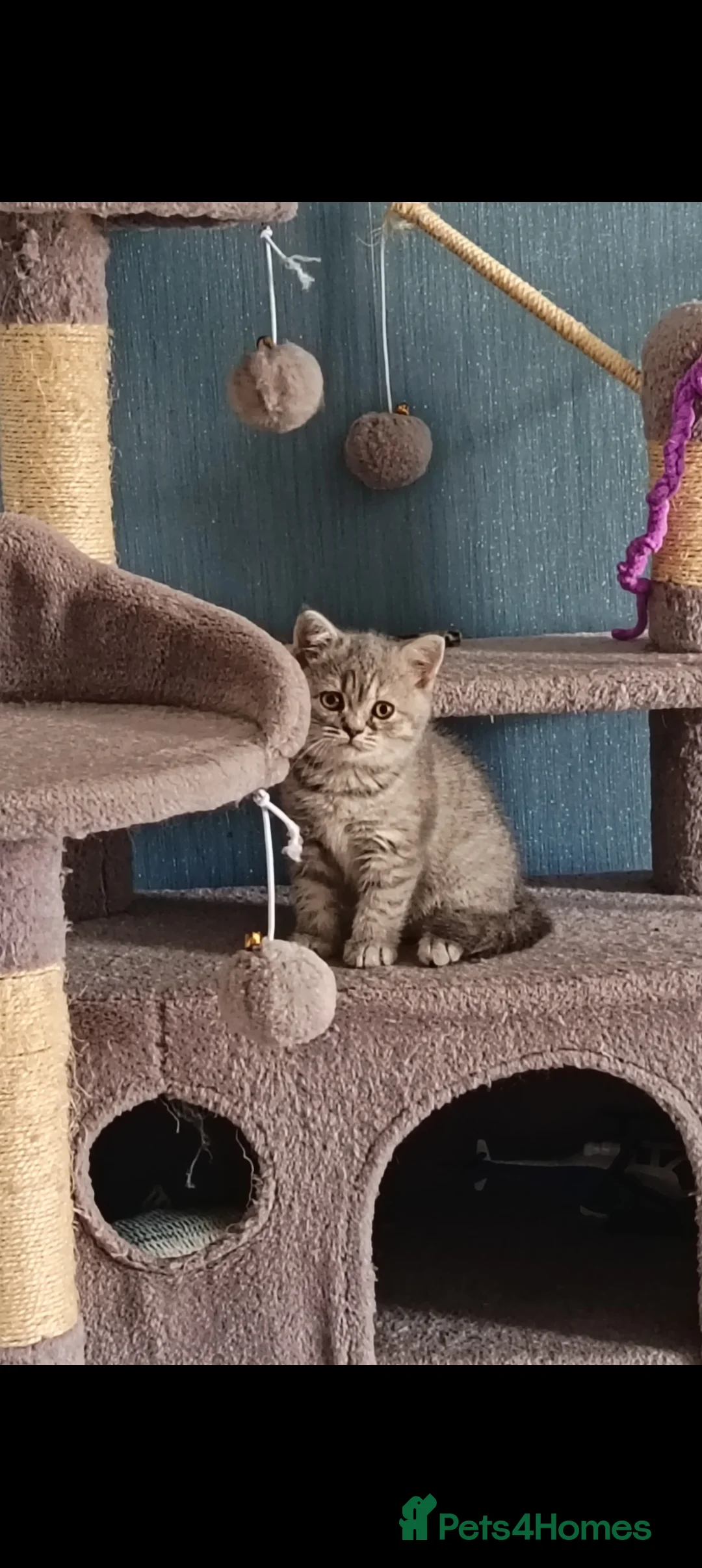 British Shorthair cats for sale: *Beautiful GCCF Registered Female* - Advert 2