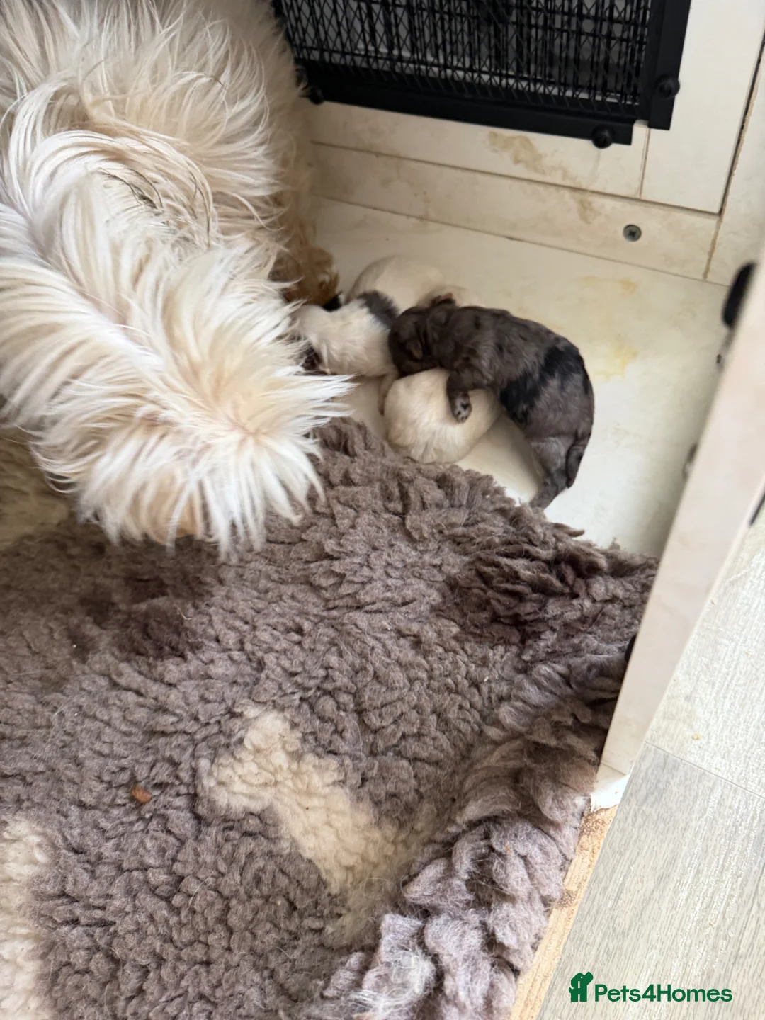 Maltipoo dogs for sale: 3 beautiful Maltipoos  - Advert 2