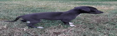Mixed Breed 10