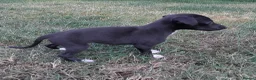 Mixed Breed dogs for sale: Whippet x Saluki puppies - Advert 16