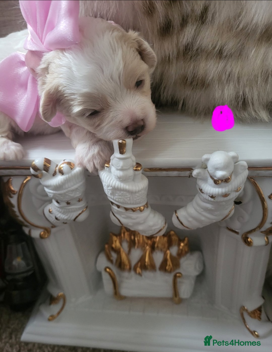 Maltipoo dogs for sale: Toy maltipoo puppies  - Advert 25