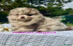 Pomeranian dogs for stud: 1.8kg Tiny Choco Carry Tan Blue Lilac DNA tested in Rotherham - Image 36