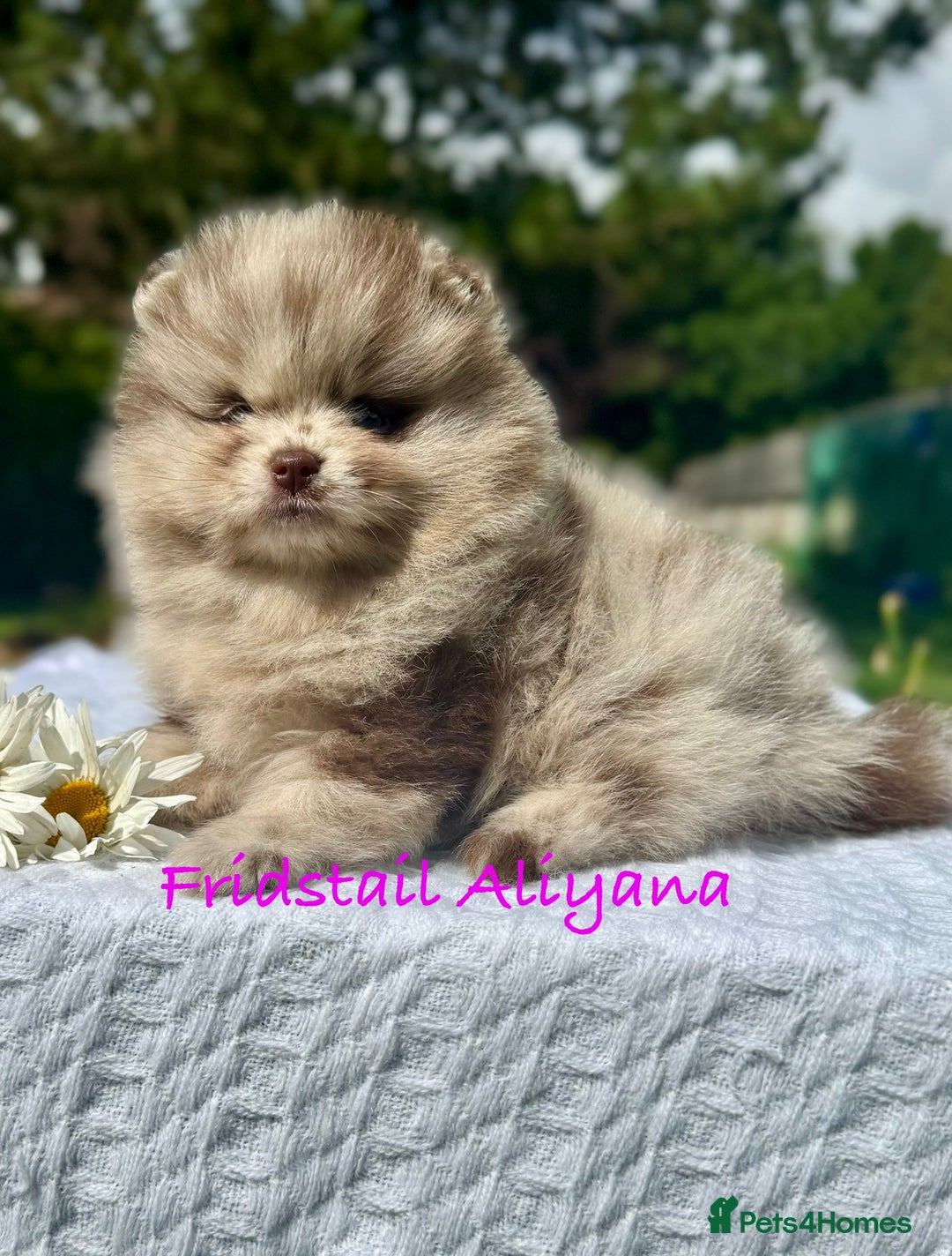 Pomeranian dogs for stud: 1.8kg Tiny Choco Carry Tan Blue Lilac DNA tested in Rotherham - Image 36