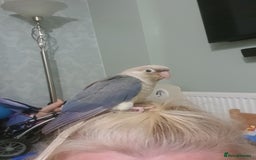 Conures birds for sale: Handreared conures - Image 8