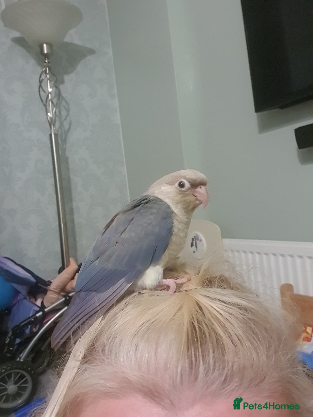 Conures birds for sale: Handreared conures - Image 8
