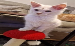 Maine Coon cats for sale: TICA REGISTERED Maine Coon Kittens - Image 4