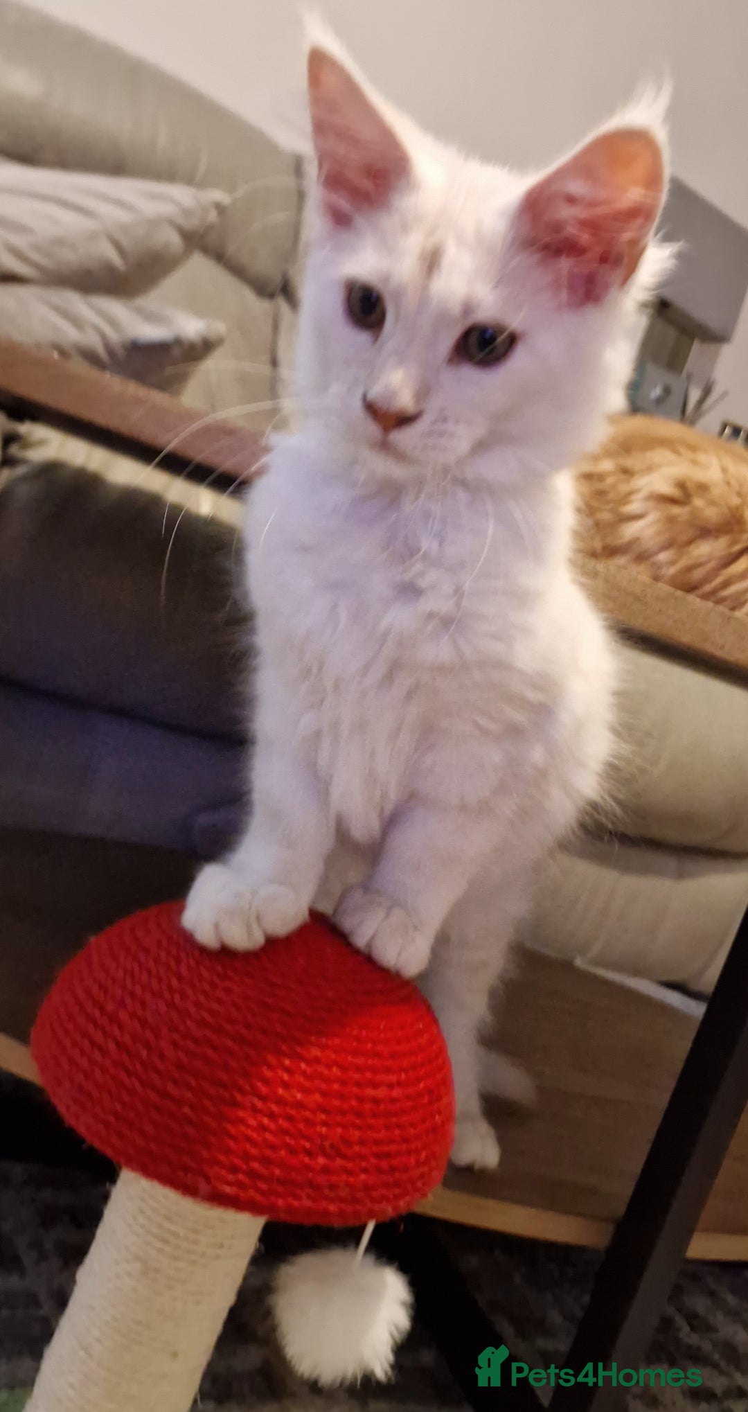 Maine Coon cats for sale: TICA REGISTERED Maine Coon Kittens - Image 4