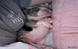 French Bulldog dogs for sale: Stunning Female Merle French Bulldog.  - Image 7