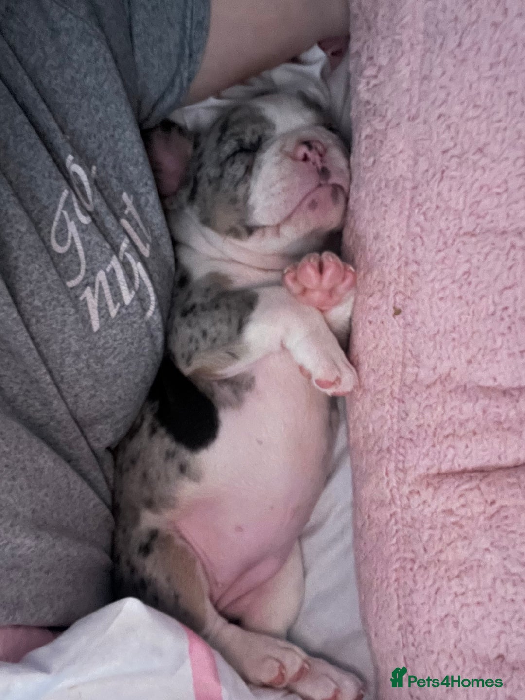 French Bulldog dogs for sale: Stunning Female Merle French Bulldog.  - Image 7