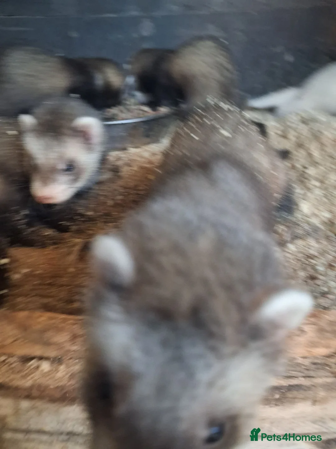 Ferret rodents for sale: Ferrets in Calne - Advert 6