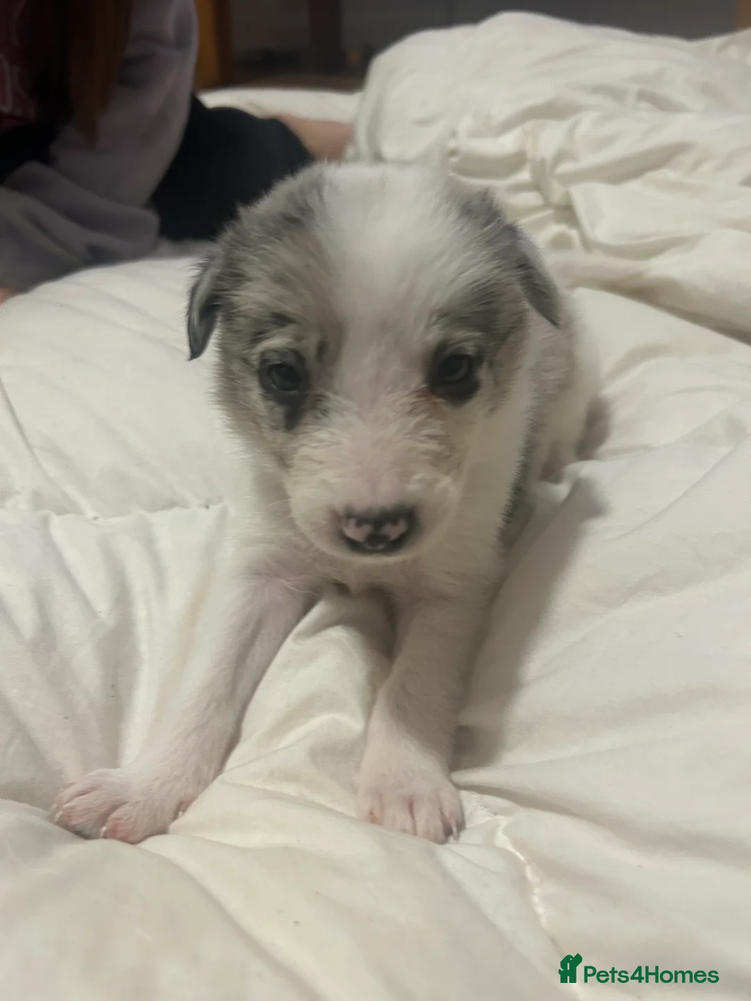 Border Collie dogs for sale: ✨ Last remaining border collie puppy ✨ - Advert 27