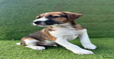 Jack Russell dogs - Advert 6