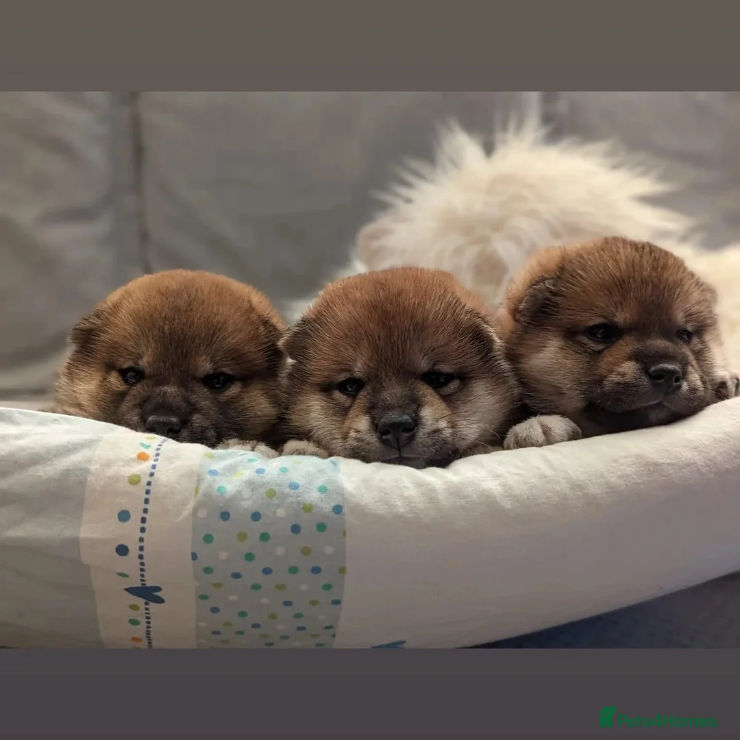 Japanese Shiba Inu dogs for sale: Japanese Shiba inu  - Advert 1