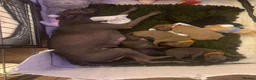Italian Greyhound dogs for sale: 🐾 KC Registered Italian Greyhound Puppies 🐾 - Advert 21