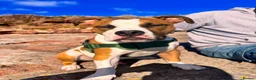 American Bulldog dogs for sale: 7 month old American Bulldog  - Advert 3