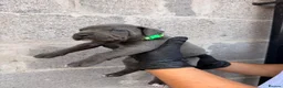 Cane Corso dogs for sale: Pure Cane Corso Puppies - 5⭐ Homes Only - Advert 23