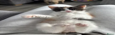 Maine Coon Kitten 4