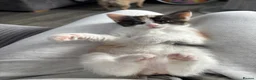 Maine Coon cats for sale: Maine coon & Turkish van mix - Advert 9
