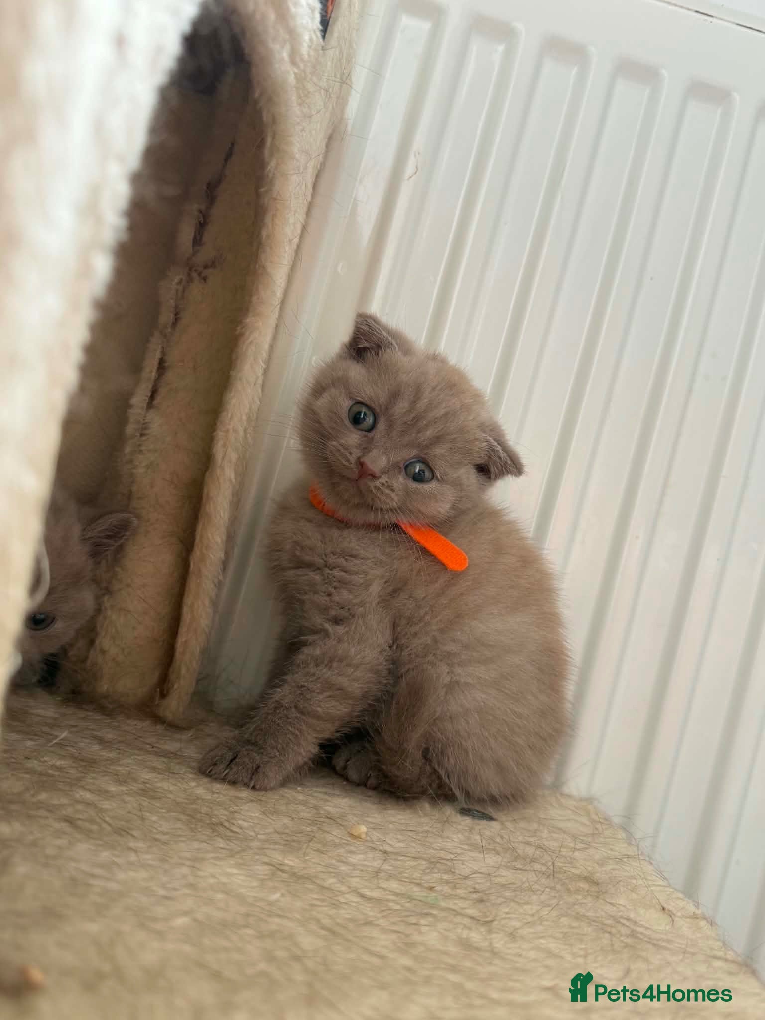 Scottish Fold cats 😻Scottish fold chocolate and lilac kittens😻 - Advert 2