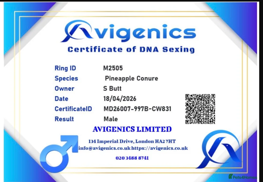 Conures birds for sale: Male Pineapple conure  in Oldham - Advert 2