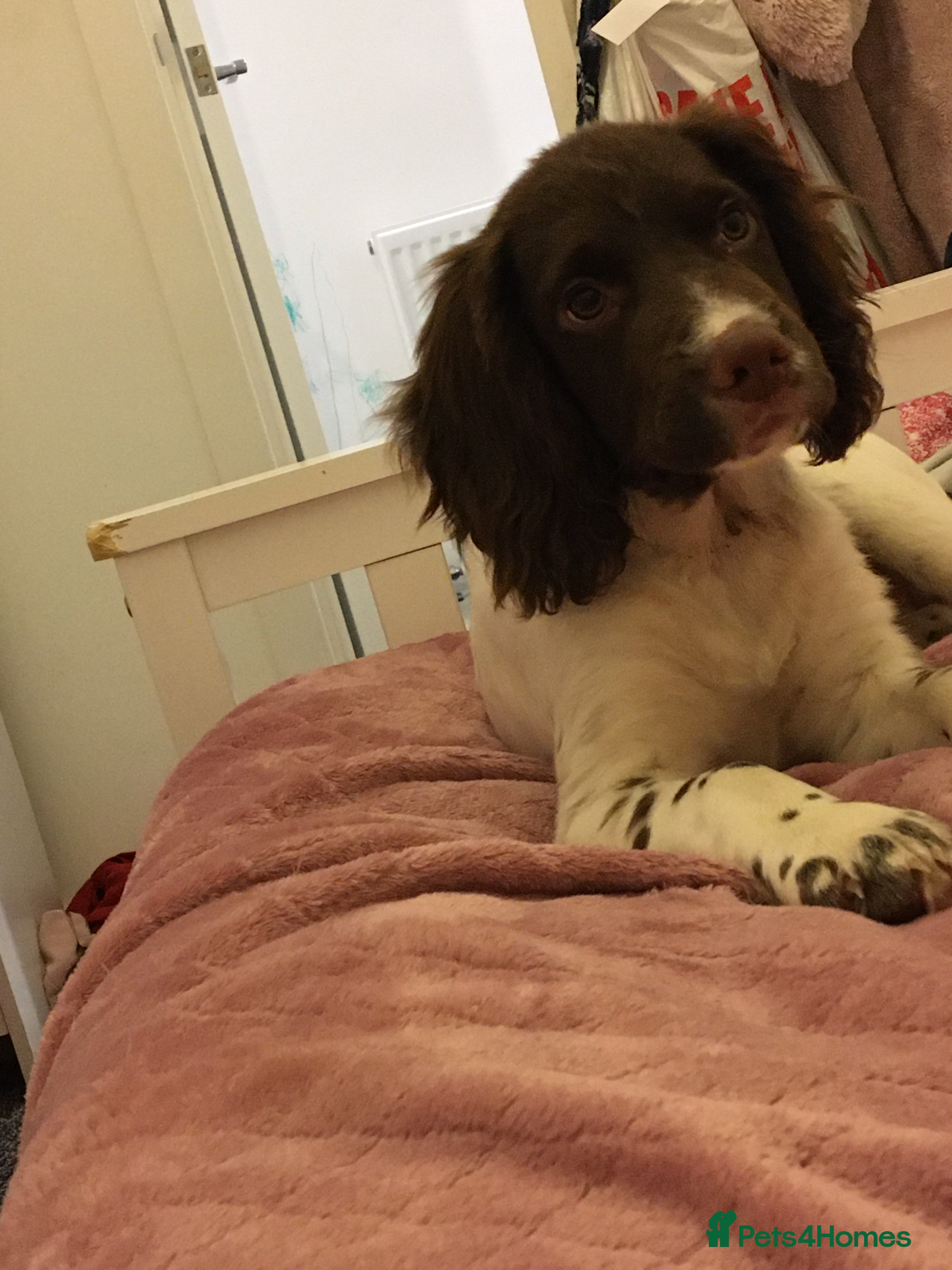 Cocker Spaniel dogs Female cocker spaniel  - Advert 2