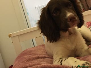 Cocker Spaniel dogs Female cocker spaniel - Advert 5